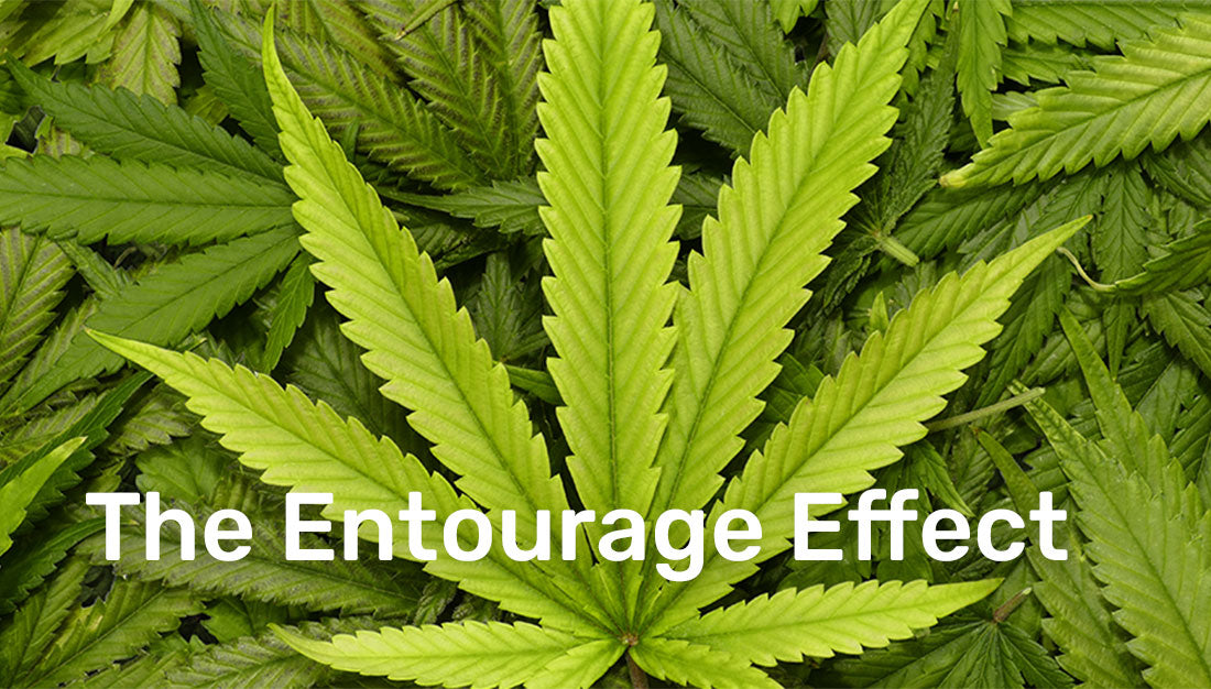 The Entourage Effect A Symphony of Cannabis Compounds Central Valley CBD