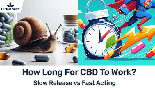 How Long Does It Take CBD to Work? Slow Release vs Fast Acting CBD